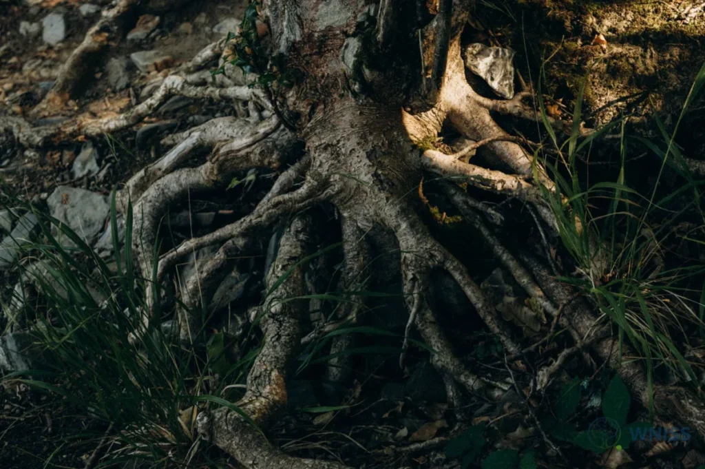 Exploring Roots and Causes of Depression and Anxiety - Exploring Roots and Causes of