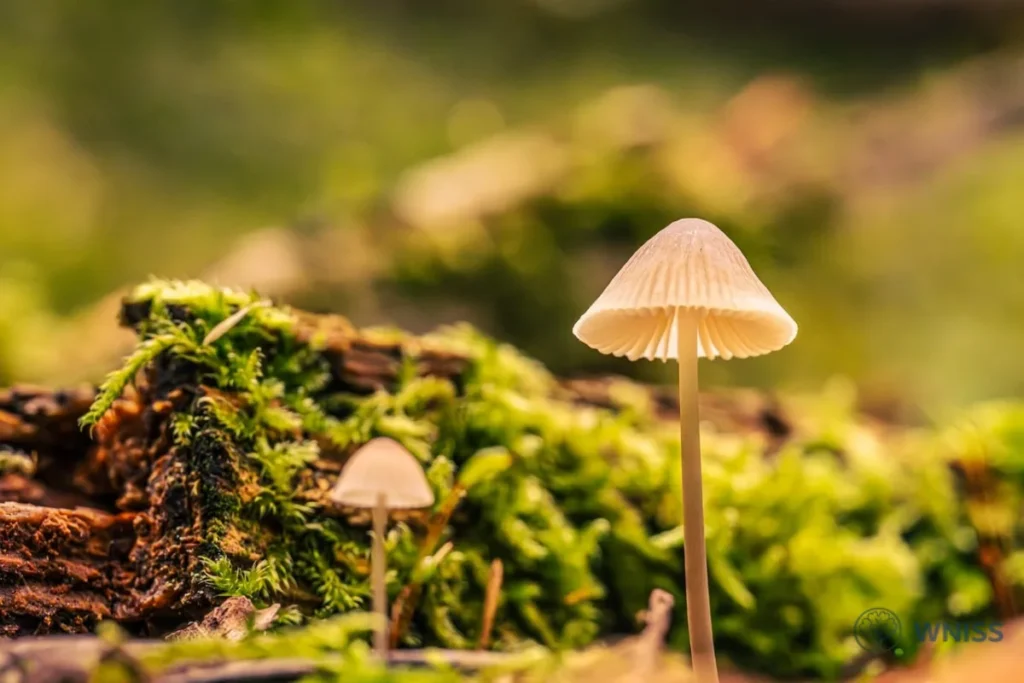 Understanding Biological Links of Alcohol Depression 2 Understanding Biological Links of Alcohol Depression Understanding Biological Links of Alcohol Depression - Understanding Biological Links of Alcohol