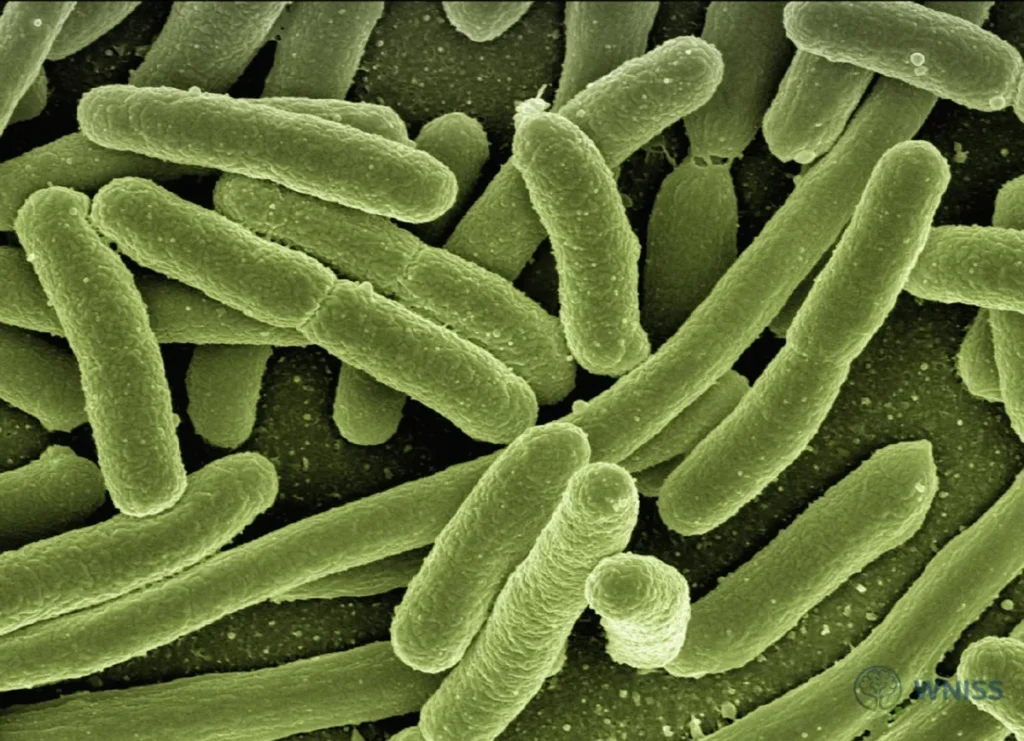 Understanding Gut Bacteria and Depression Relationships - Understanding Gut Bacteria and Depression